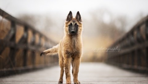 Обои взгляд, собака, друг, бельгийская овчарка, тервюрен, look, dog, each, belgian shepherd, tervuren разрешение 2024x1296 Загрузить