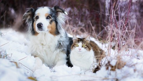 Обои снег, зима, кошка, собака, австралийская овчарка, snow, winter, cat, dog, australian shepherd разрешение 2048x1365 Загрузить