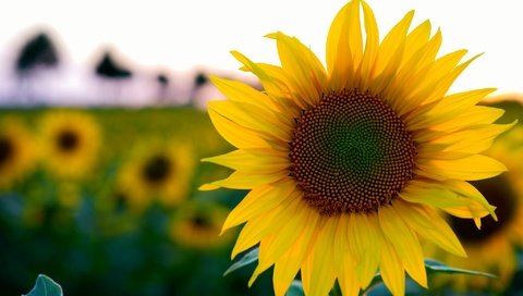 Обои цветы, поле, лето, подсолнух, боке, flowers, field, summer, sunflower, bokeh разрешение 2048x1365 Загрузить