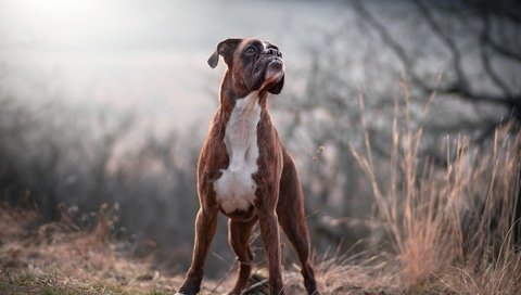 Обои природа, лес, взгляд, собака, друг, боксер, tamás szarka, nature, forest, look, dog, each, boxer разрешение 2048x1365 Загрузить