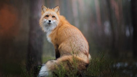 Обои природа, лес, фон, взгляд, лиса, лисица, nature, forest, background, look, fox разрешение 2000x1334 Загрузить