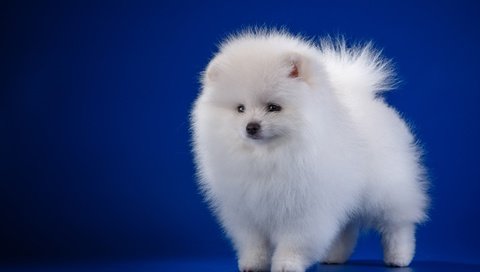 Обои белый, собака, щенок, шпиц, white, dog, puppy, spitz разрешение 3200x2060 Загрузить