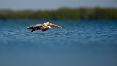 Обои полет, птица, пеликан, ray hennessy, flight, bird, pelican разрешение 3518x2342 Загрузить