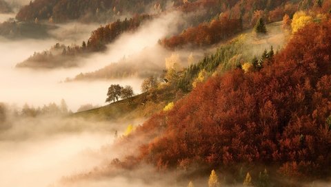 Обои деревья, горы, природа, лес, утро, туман, осень, trees, mountains, nature, forest, morning, fog, autumn разрешение 2500x1666 Загрузить