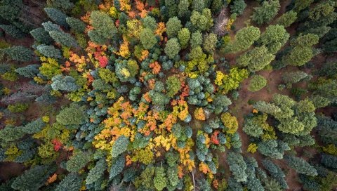 Обои деревья, природа, лес, осень, trees, nature, forest, autumn разрешение 2048x1535 Загрузить