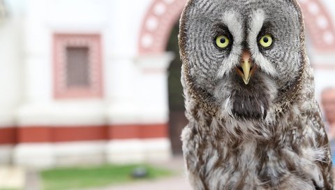 Обои сова, птица, клюв, перья, филин, неясыть, владимир милосердов, owl, bird, beak, feathers, vladimir miloserdov разрешение 3000x2551 Загрузить