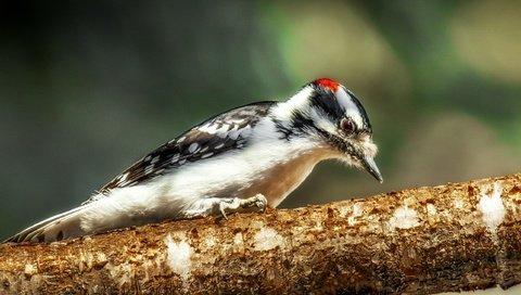 Обои природа, фон, птица, клюв, перья, дятел, nature, background, bird, beak, feathers, woodpecker разрешение 2563x1709 Загрузить