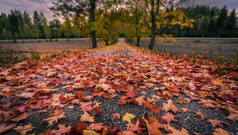 Обои дорога, деревья, природа, листья, осень, road, trees, nature, leaves, autumn разрешение 2048x1365 Загрузить