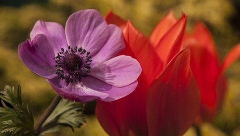 Обои цветы, макро, лепестки, тюльпан, анемона, flowers, macro, petals, tulip, anemone разрешение 2144x1424 Загрузить