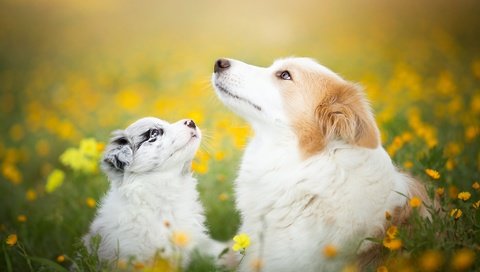 Обои цветы, природа, лето, щенок, собаки, бордер-колли, flowers, nature, summer, puppy, dogs, the border collie разрешение 2048x1365 Загрузить