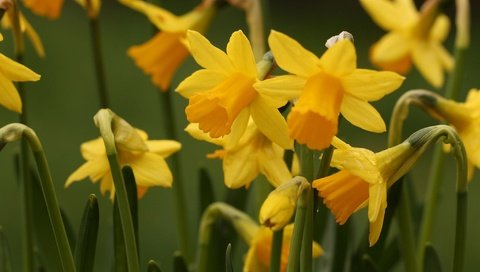 Обои цветы, природа, нарциссы, желтые, flowers, nature, daffodils, yellow разрешение 2045x1360 Загрузить