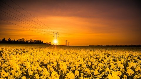 Обои цветы, солнце, природа, закат, поле, лэп, рапс, flowers, the sun, nature, sunset, field, power lines, rape разрешение 2626x1440 Загрузить