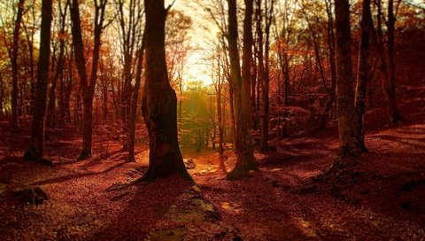 Обои деревья, природа, лес, пейзаж, стволы, листва, осень, солнечный свет, trees, nature, forest, landscape, trunks, foliage, autumn, sunlight разрешение 2556x1600 Загрузить
