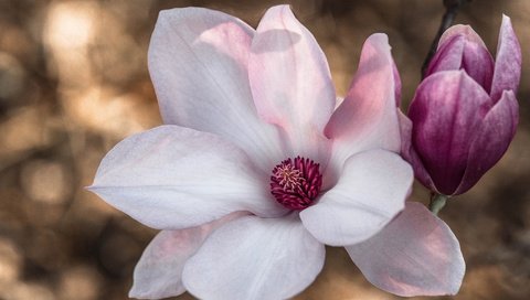 Обои цветение, макро, цветок, лепестки, весна, розовый, магнолия, flowering, macro, flower, petals, spring, pink, magnolia разрешение 2048x1327 Загрузить