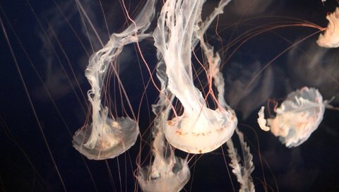 Обои океан, медузы, подводный мир, щупальцы, подводная, the ocean, jellyfish, underwater world, the tentacles, underwater разрешение 2555x1600 Загрузить