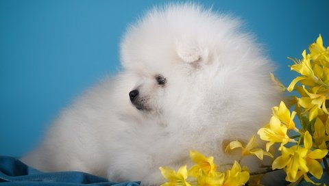 Обои цветы, белый, собака, щенок, милый, шпиц, flowers, white, dog, puppy, cute, spitz разрешение 3000x1955 Загрузить