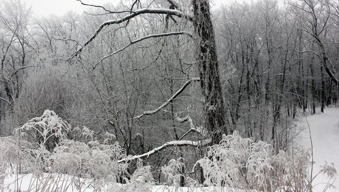 Обои деревья, снег, лес, зима, ветки, мороз, чёрно-белое, trees, snow, forest, winter, branches, frost, black and white разрешение 2560x1707 Загрузить