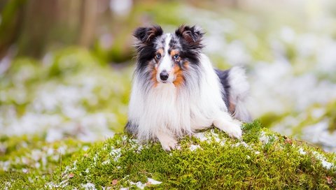 Обои портрет, взгляд, собака, боке, шелти, шетландская овчарка, portrait, look, dog, bokeh, sheltie, shetland sheepdog разрешение 4903x3269 Загрузить