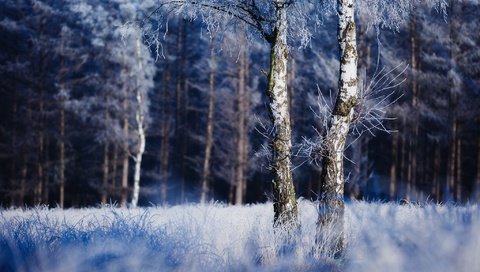 Обои природа, дерево, лес, зима, иней, nature, tree, forest, winter, frost разрешение 2048x1642 Загрузить