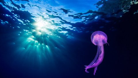 Обои природа, море, океан, медуза, подводный мир, nature, sea, the ocean, medusa, underwater world разрешение 1999x1243 Загрузить