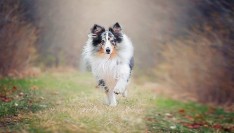 Обои природа, фон, собака, друг, бег, колли, nature, background, dog, each, running, collie разрешение 2560x1707 Загрузить