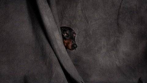 Обои глаза, мордочка, взгляд, собака, ткань, голова, eyes, muzzle, look, dog, fabric, head разрешение 2500x1664 Загрузить
