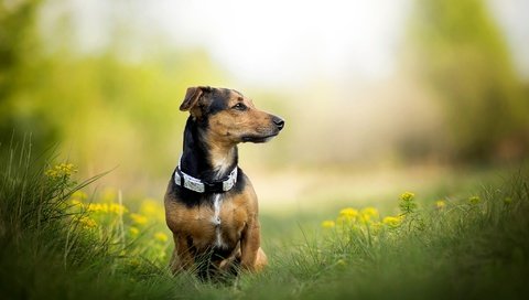 Обои трава, собака, одуванчики, ошейник, такса, фиби, dackelpuppy, grass, dog, dandelions, collar, dachshund, phoebe разрешение 2048x1328 Загрузить