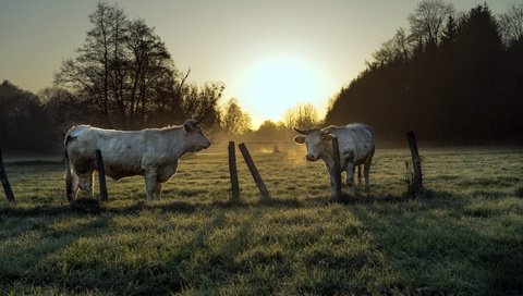 Обои природа, утро, забор, скот, корова, коровы, nature, morning, the fence, cattle, cow, cows разрешение 2048x1152 Загрузить