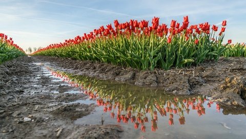 Обои цветы, вода, земля, отражение, весна, тюльпаны, flowers, water, earth, reflection, spring, tulips разрешение 2048x1238 Загрузить