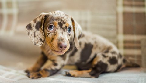 Обои глаза, мордочка, взгляд, собака, щенок, такса, eyes, muzzle, look, dog, puppy, dachshund разрешение 5110x3407 Загрузить