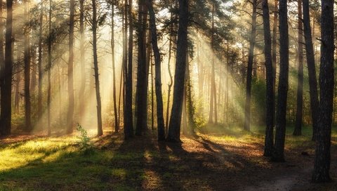Обои лес, лучи, утро, сосны, солнечный свет, михаил msh, forest, rays, morning, pine, sunlight, michael msh разрешение 1920x1122 Загрузить