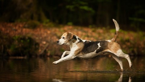 Обои вода, собака, брызги, бег, хвост, бигль, water, dog, squirt, running, tail, beagle разрешение 1920x1200 Загрузить