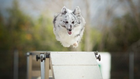 Обои собака, прыжок, alicja zmysłowska, барьер, dog, jump, barrier разрешение 2048x1365 Загрузить