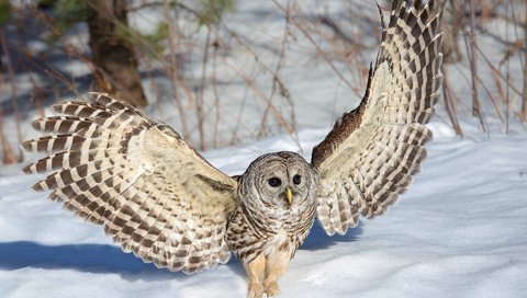Обои сова, снег, зима, крылья, неясыть, owl, snow, winter, wings разрешение 1920x1200 Загрузить