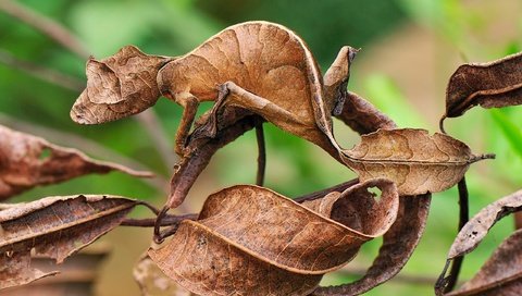 Обои ящерица, геккон, маскировка, сухие листья, листохвостый геккон, lizard, gecko, disguise, dry leaves, listovoi gecko разрешение 2560x1700 Загрузить