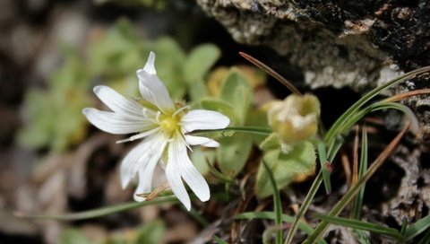 Обои природа, фон, лепестки, белый цветок, nature, background, petals, white flower разрешение 3289x3289 Загрузить