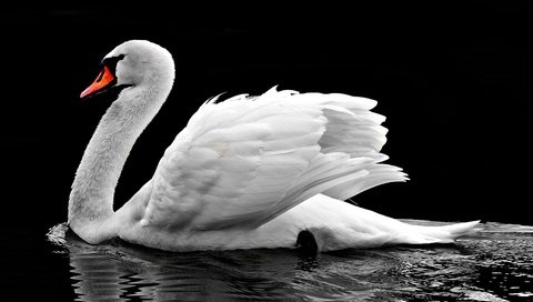 Обои вода, отражение, птица, клюв, черный фон, перья, лебедь, water, reflection, bird, beak, black background, feathers, swan разрешение 4000x2289 Загрузить