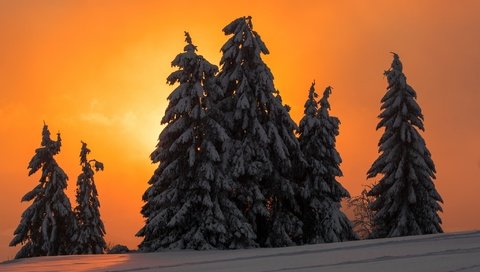 Обои ночь, деревья, снег, зима, елки, ели, night, trees, snow, winter, tree, ate разрешение 2048x1371 Загрузить