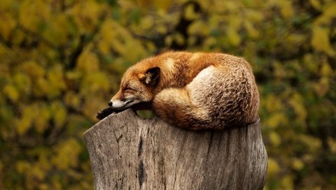 Обои лиса, лисица, животное, пень, дикая природа, fox, animal, stump, wildlife разрешение 1920x1200 Загрузить