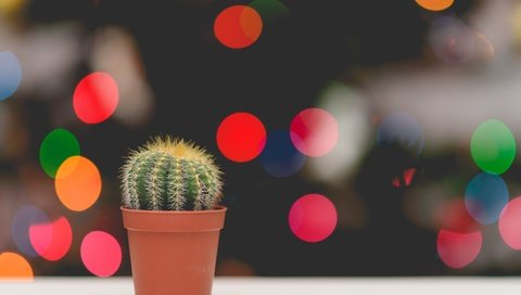 Обои цветок, блики, колючки, кактус, боке, горшочек, flower, glare, barb, cactus, bokeh, pot разрешение 2000x1335 Загрузить