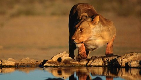 Обои хищник, большая кошка, лев, водопой, львица, predator, big cat, leo, drink, lioness разрешение 1920x1200 Загрузить