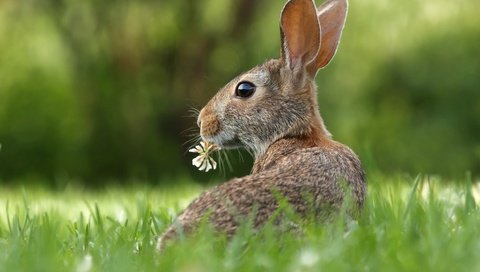 Обои трава, цветок, кролик, животное, уши, зверек, заяц, грызун, grass, flower, rabbit, animal, ears, hare, rodent разрешение 3000x2000 Загрузить