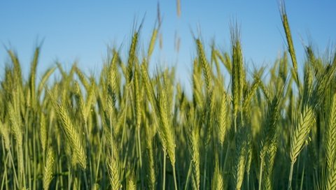 Обои природа, поле, колосья, пшеница, nature, field, ears, wheat разрешение 7360x4912 Загрузить