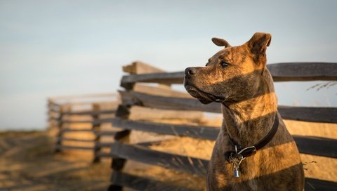 Обои морда, взгляд, забор, собака, питбультерьер, питбуль, face, look, the fence, dog, pit bull terrier, pit bull разрешение 1920x1080 Загрузить