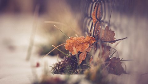 Обои трава, макро, осень, забор, лист, боке, grass, macro, autumn, the fence, sheet, bokeh разрешение 1920x1200 Загрузить