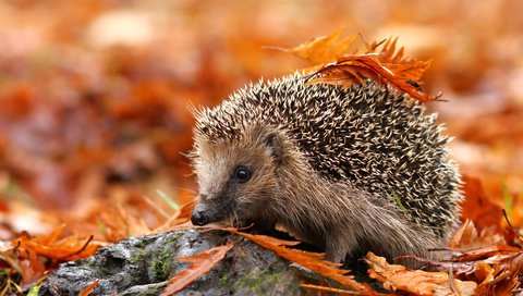 Обои листья, осень, животное, ежик, еж, осенние листья, leaves, autumn, animal, hedgehog, autumn leaves разрешение 3840x2400 Загрузить