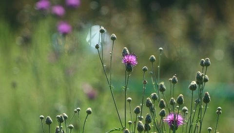 Обои цветы, фон, лето, стебли, полевые цветы, чертополох, стебели, flowers, background, summer, stems, wildflowers, thistle разрешение 1920x1280 Загрузить