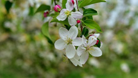 Обои ветка, дерево, цветение, весна, яблоня, branch, tree, flowering, spring, apple разрешение 2048x1372 Загрузить