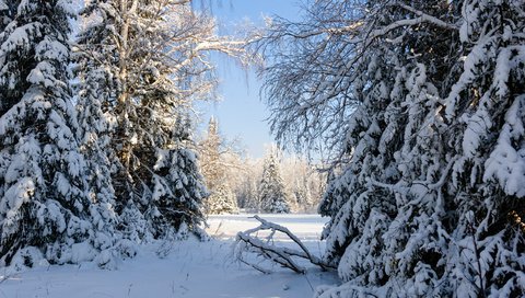 Обои деревья, снег, природа, лес, зима, россия, урал, trees, snow, nature, forest, winter, russia, ural разрешение 2560x1600 Загрузить