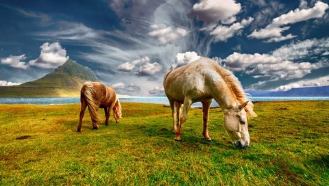 Обои небо, трава, облака, пара, лошади, кони, пастбище, the sky, grass, clouds, pair, horse, horses, pasture разрешение 2000x1333 Загрузить